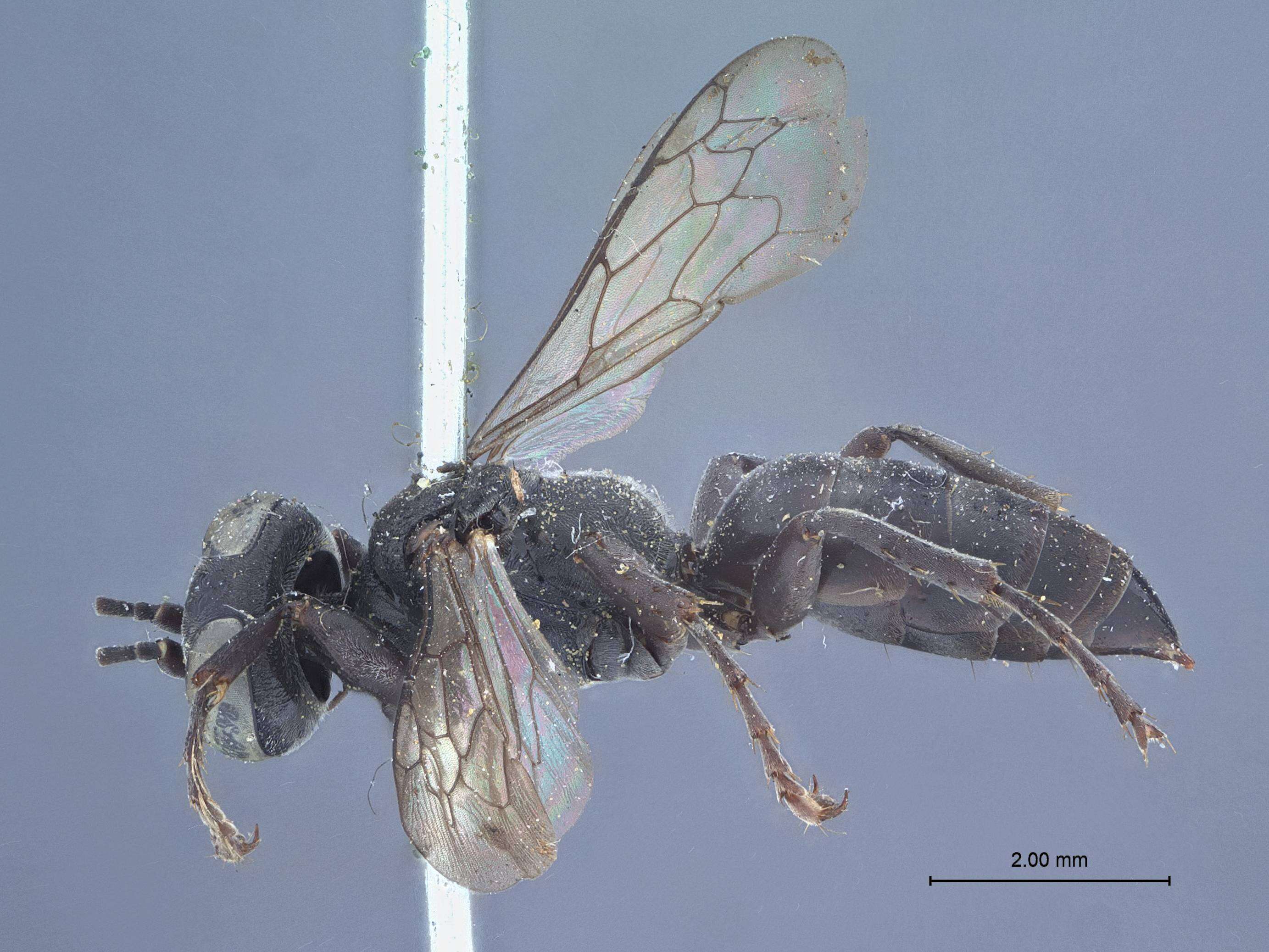 Image of Tachysphex acutus (Patton 1880)