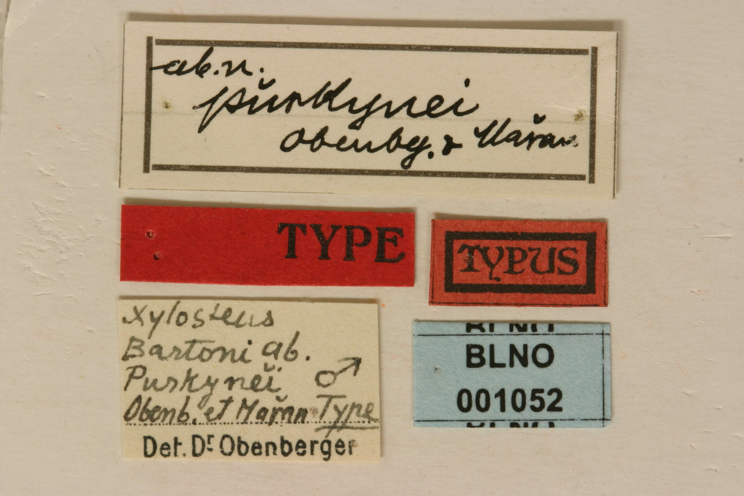 Xylosteus bartoni Obenberger & Maran 1933 resmi