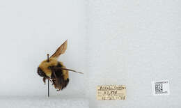 Слика од Bombus affinis Cresson 1864