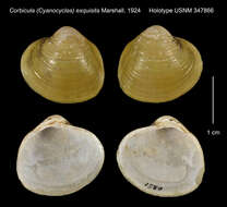 Image of Corbicula (Cyanocyclas) exquisita Marshall