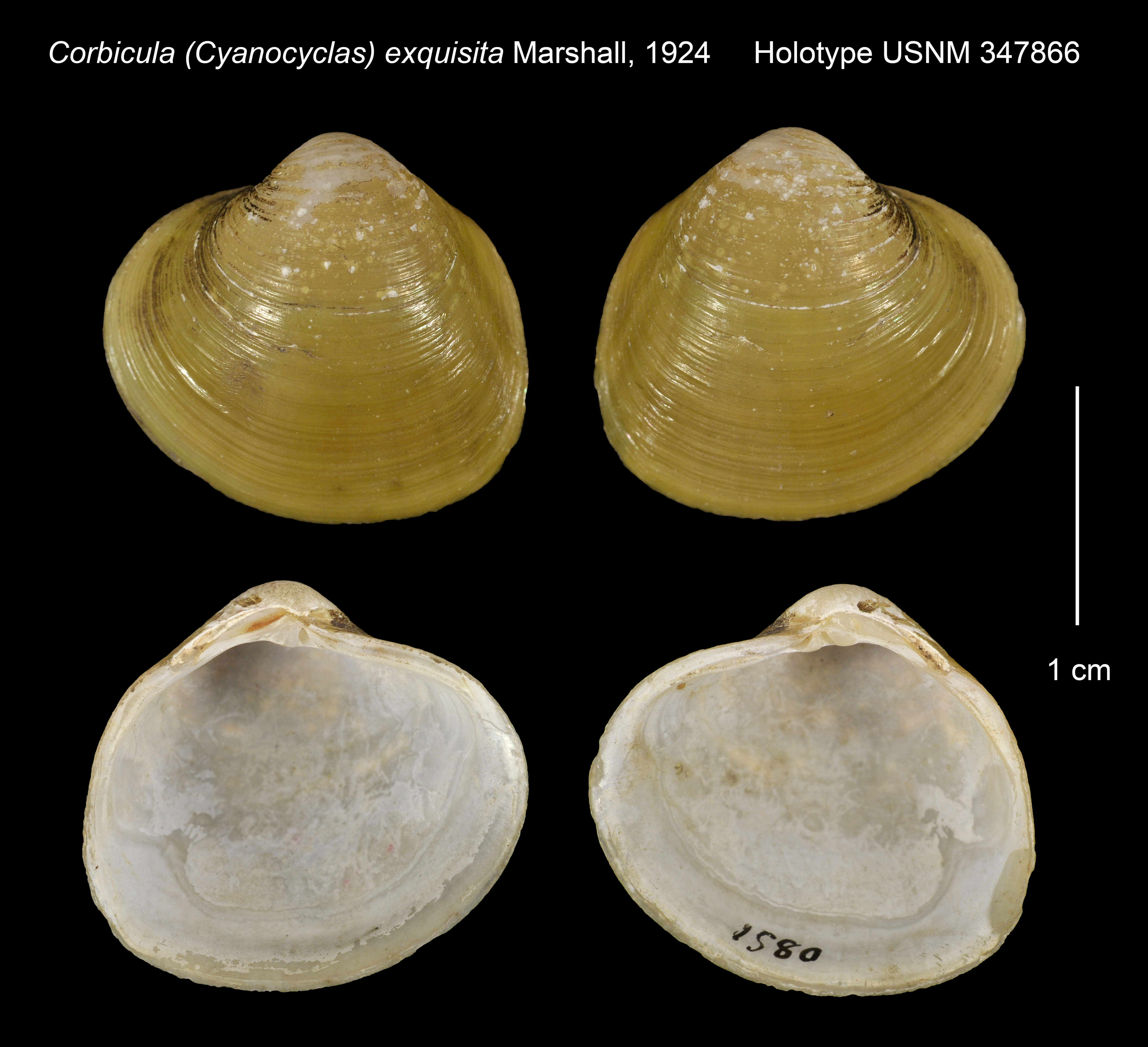 Image of Corbicula (Cyanocyclas) exquisita Marshall