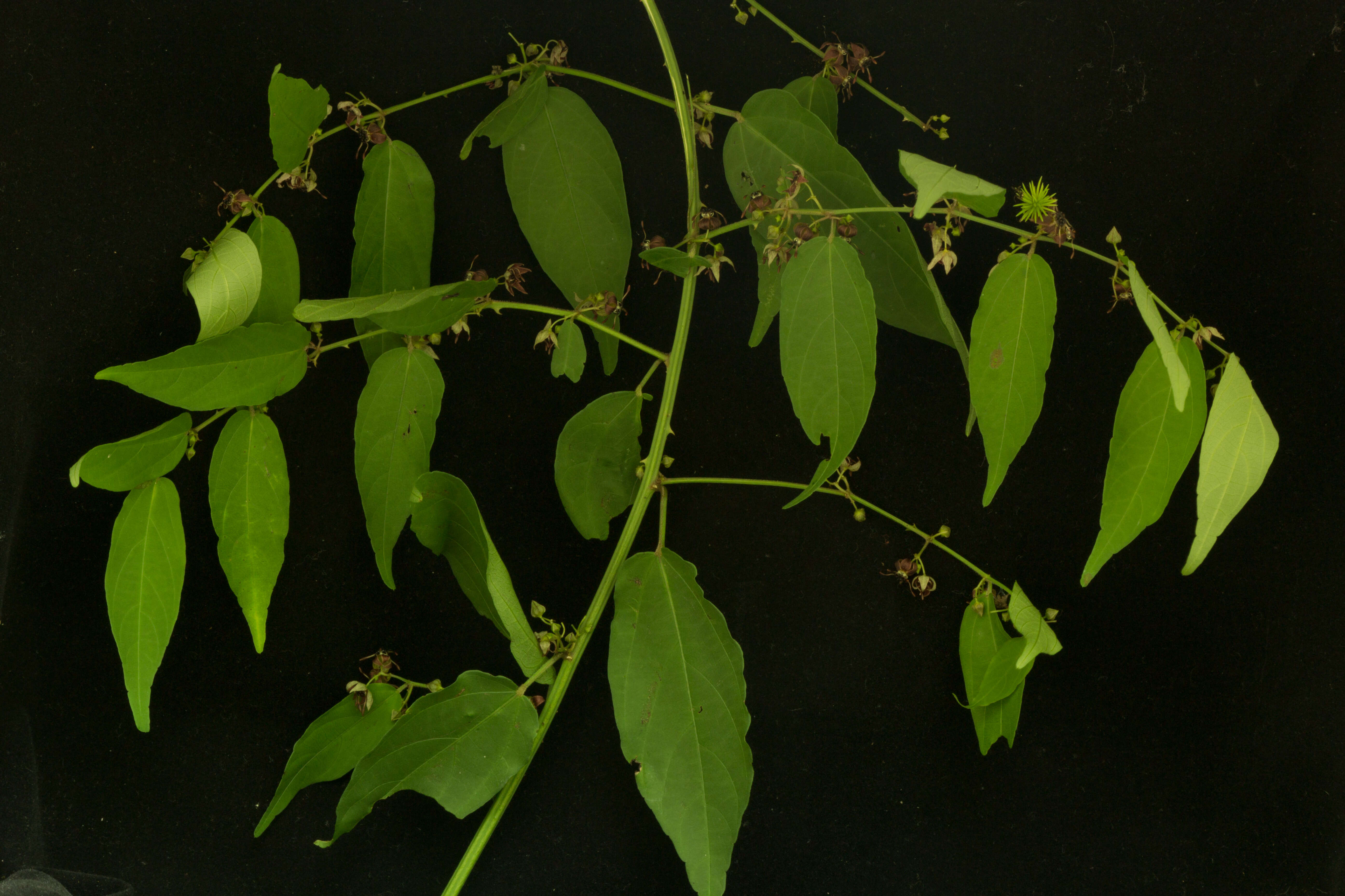 Image of Byttneria aculeata (Jacq.) Jacq.