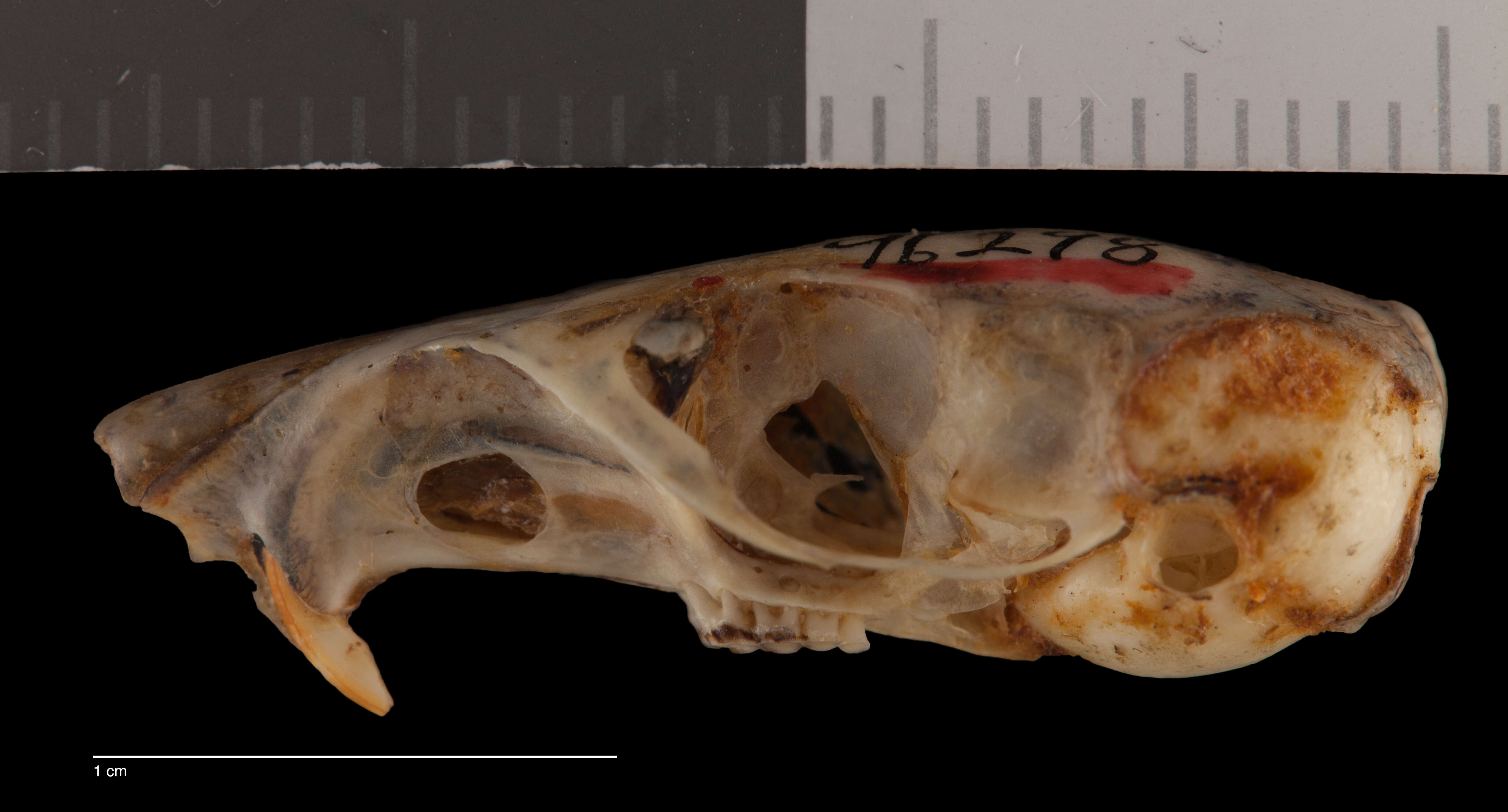 Image of narrow-skulled pocket mouse