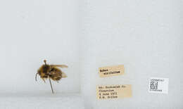 Image of Sitka bumble bee