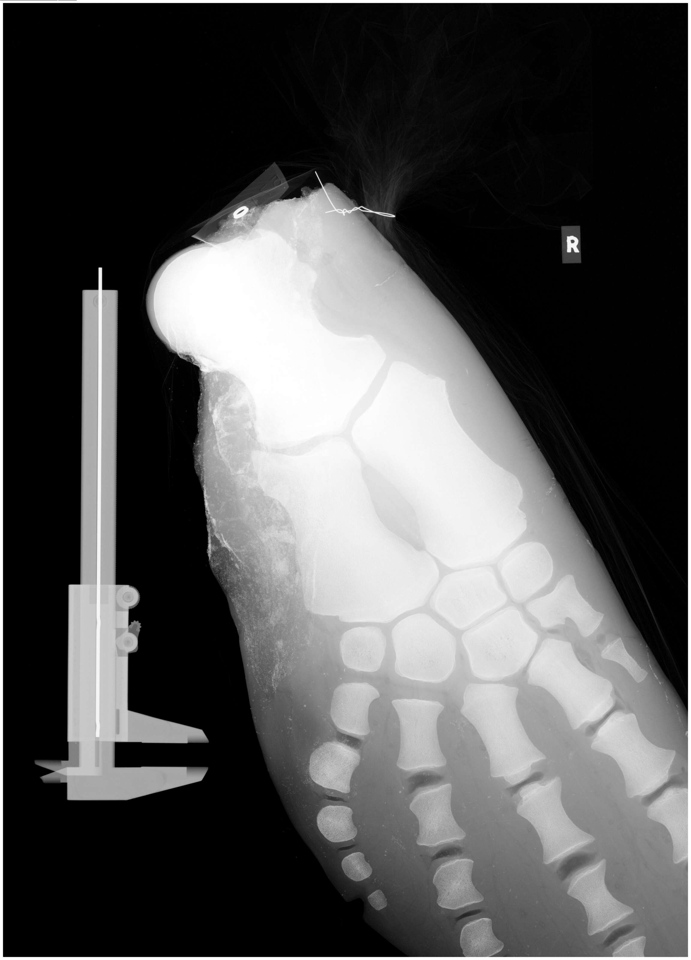 Image of pygmy and dwarf sperm whales