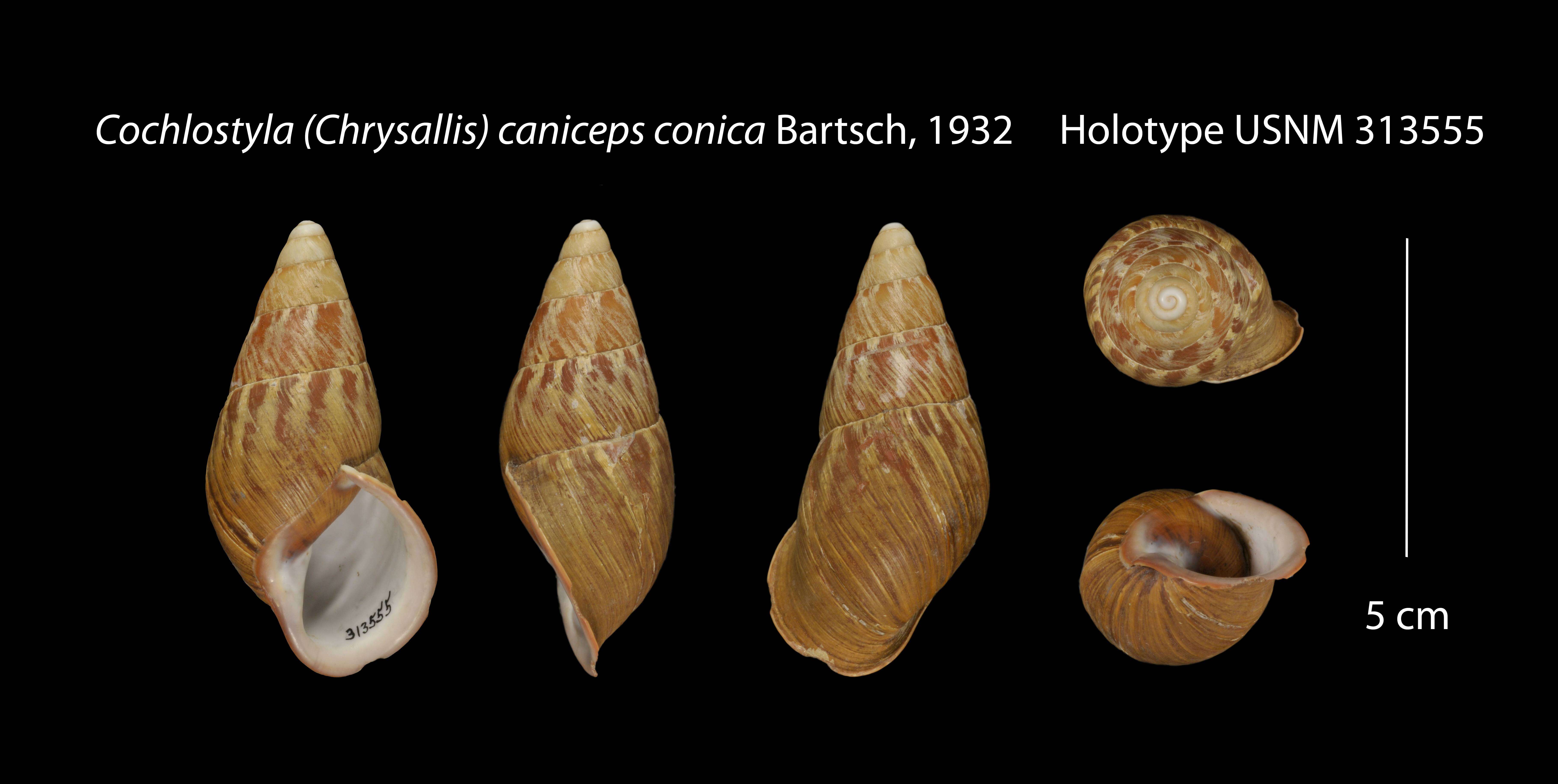 Sivun Cochlostyla Férussac 1821 kuva