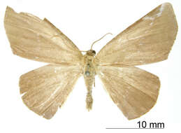 Polla albipuncta Warren 1906 resmi