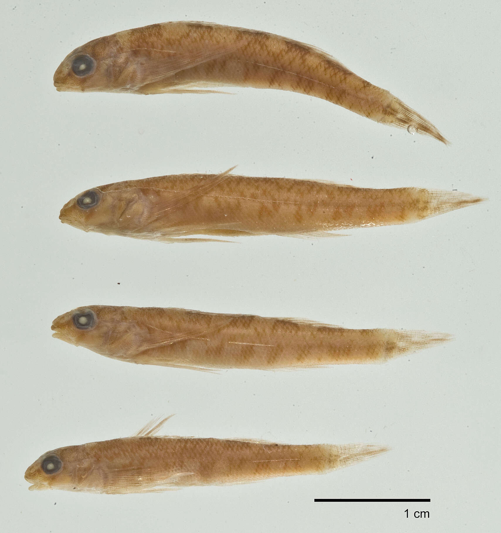 Image of Rock darter