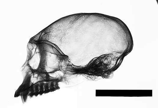 Image of white-faced capuchin