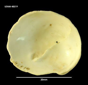 Image of Crepidula dilatata Lamarck 1822