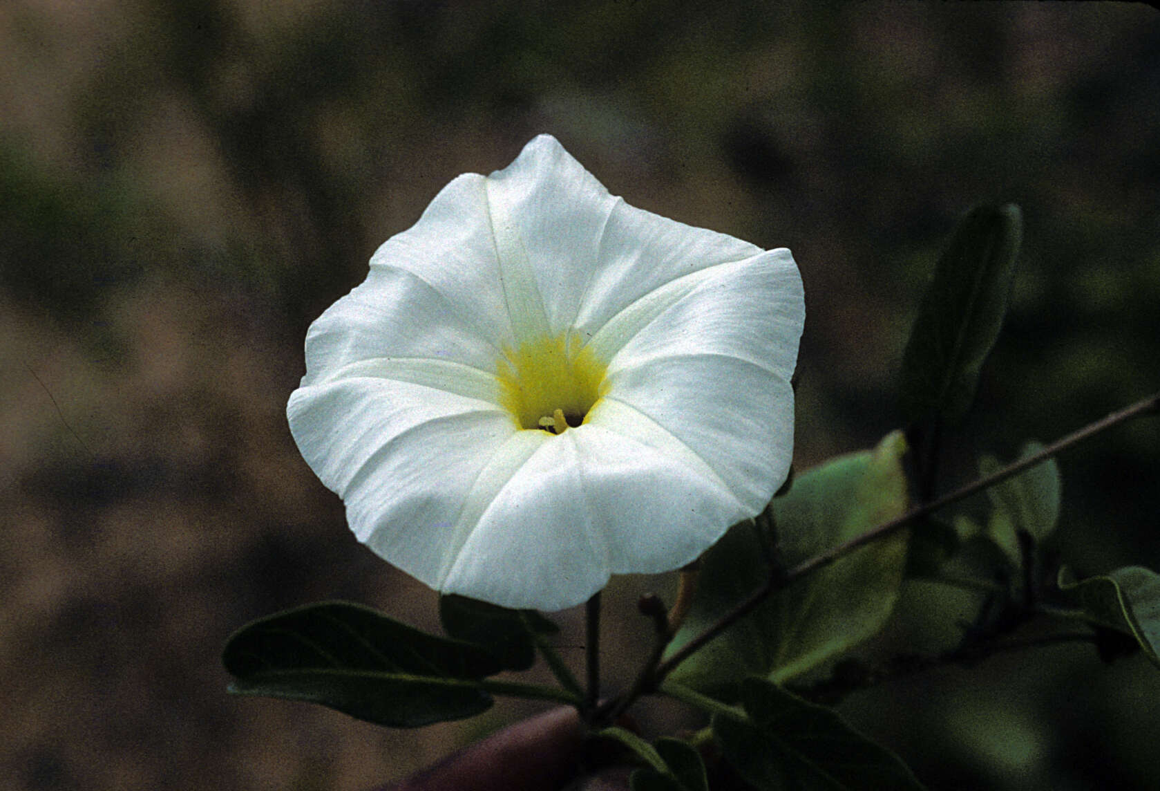 Image of beach morning-glory