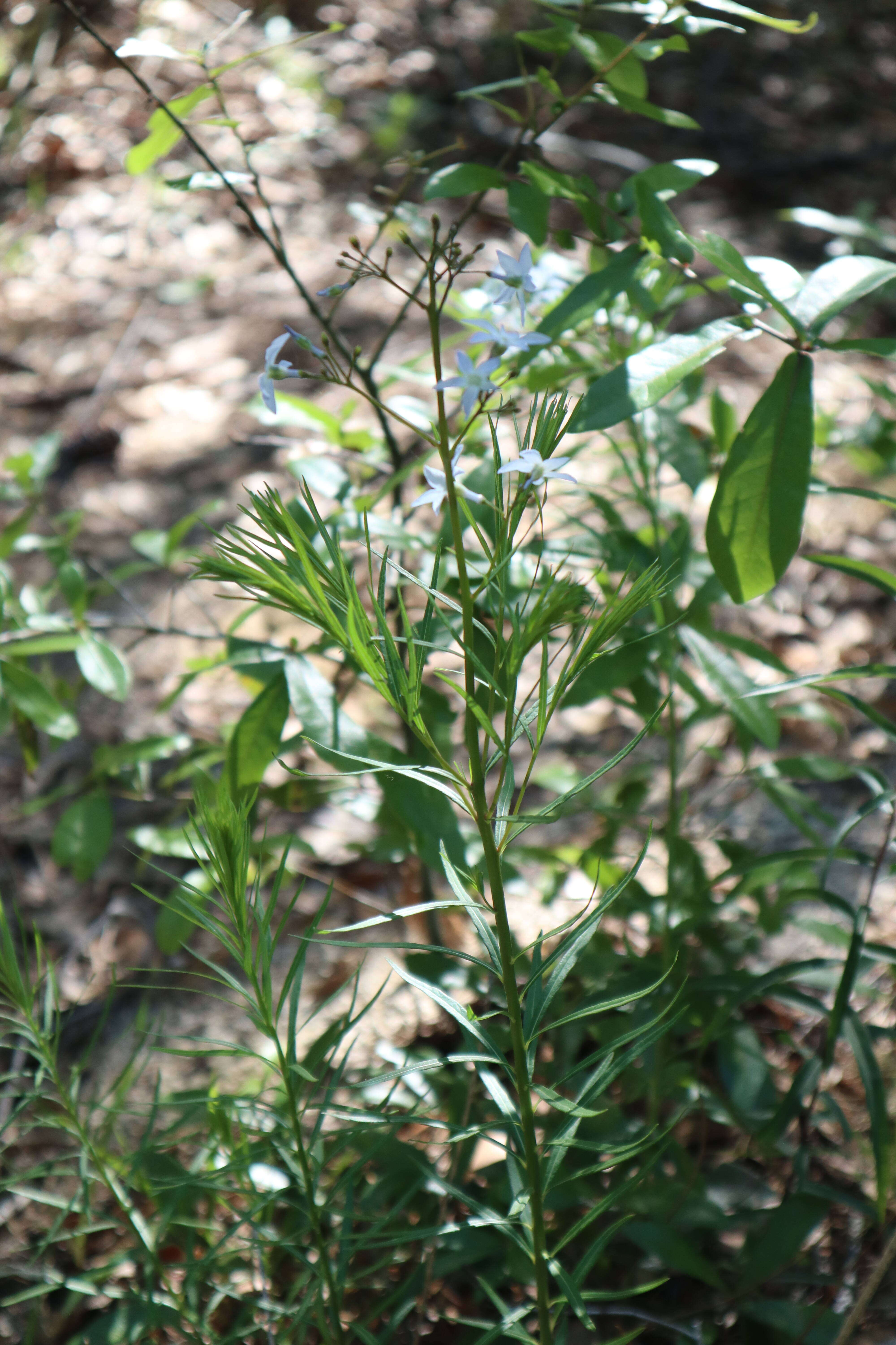 Image of fringed bluestar