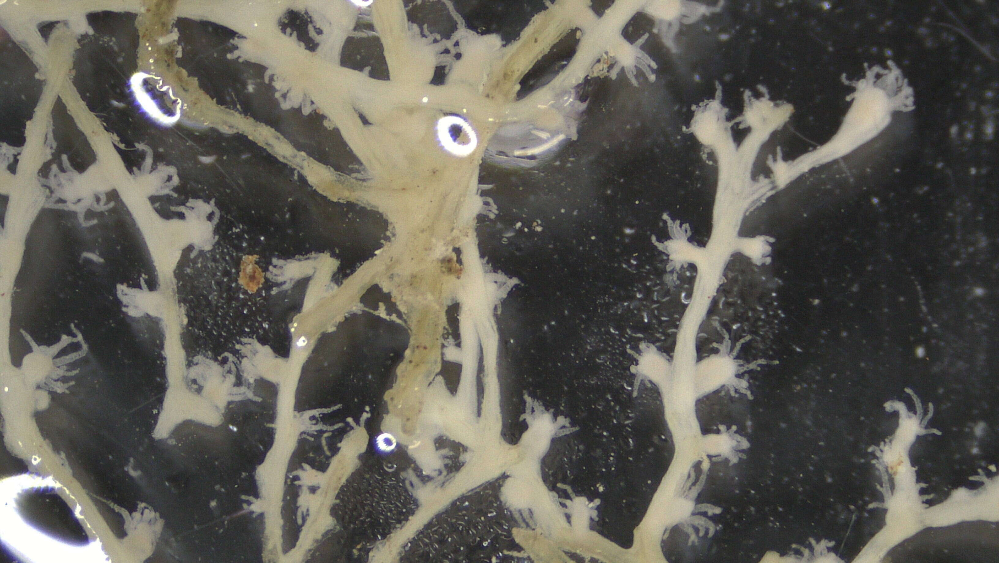 Image of Hydrozoa