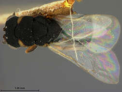 Eurytoma polygraphi (Ashmead 1894) resmi