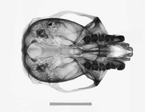 Image of Colobus guereza kikuyuensis Lönnberg 1912