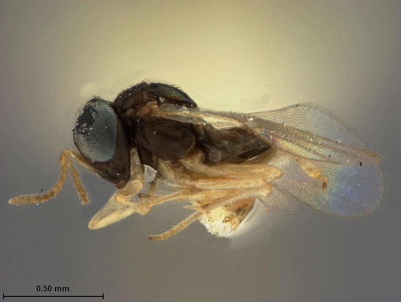 Image of Parasitoid wasp