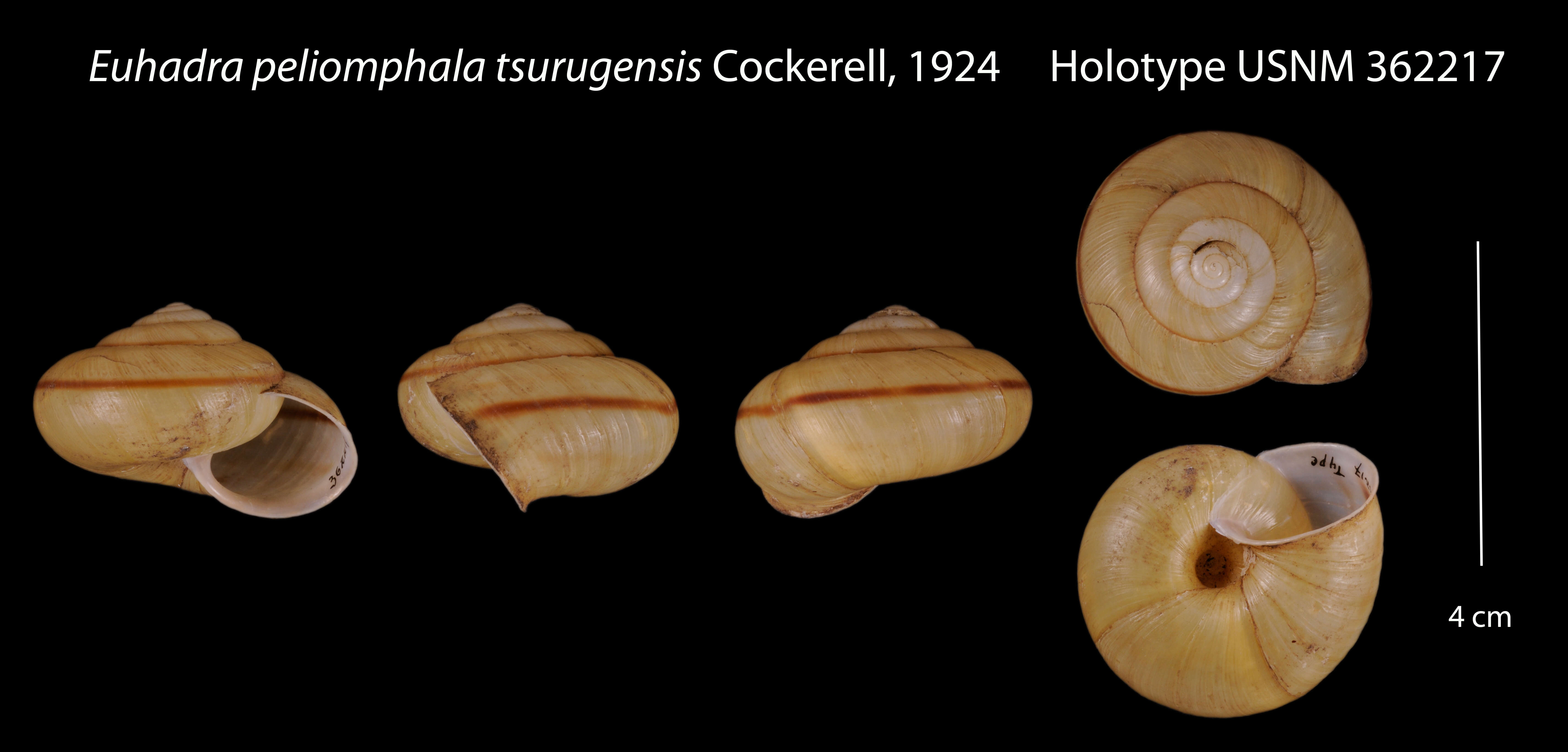 Image of Euhadra peliomphala (L. Pfeiffer 1850)