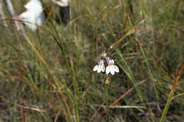 Image de Lobelia paludosa Nutt.