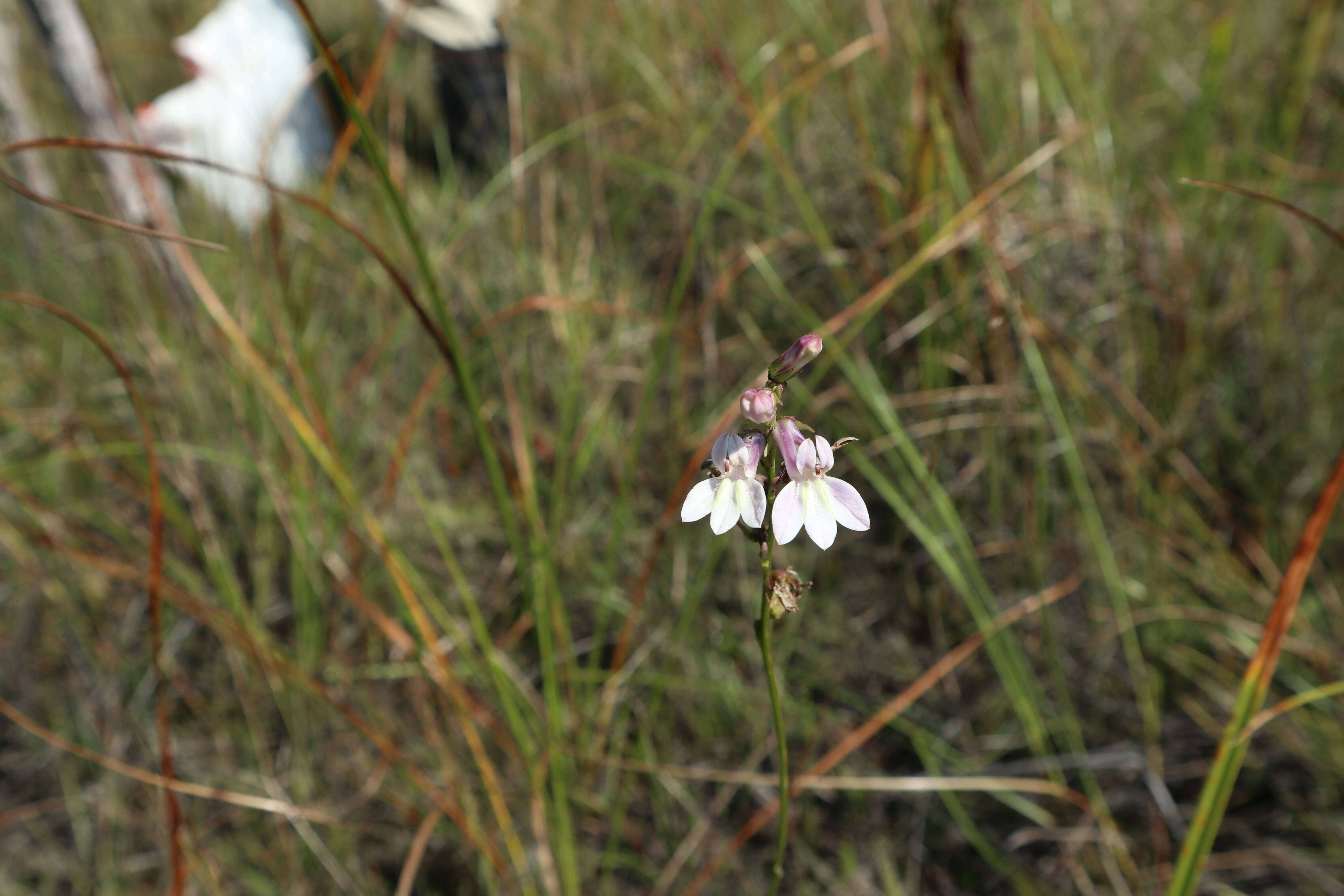 Image of White Lobelia