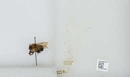 Image of Bombus vagans vagans Smith 1854