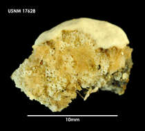 Image of Osthimosia notialis Hayward 1992