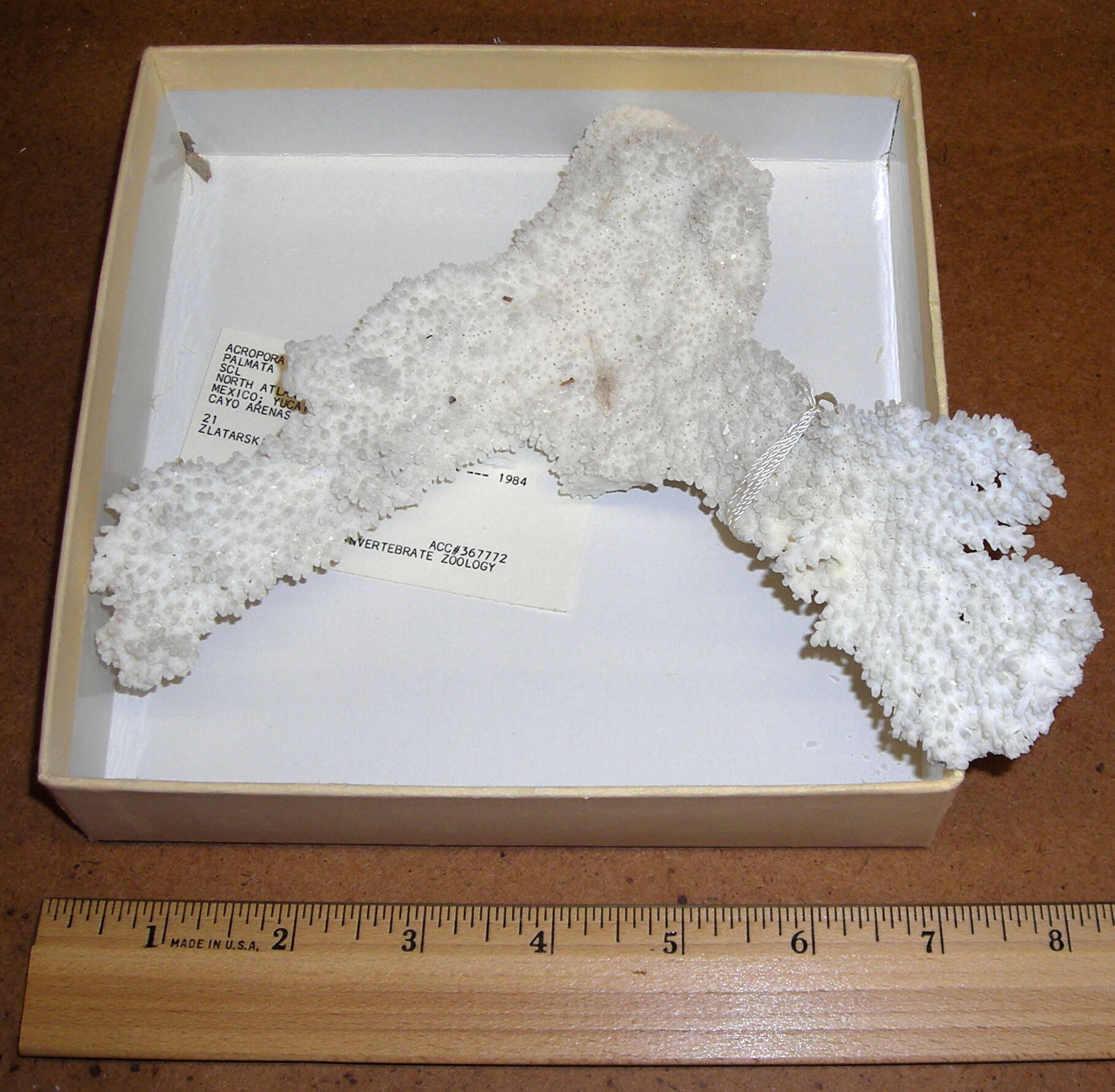 Image of Elkhorn Coral