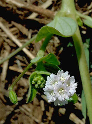 Imagem de Boerhavia repens L.