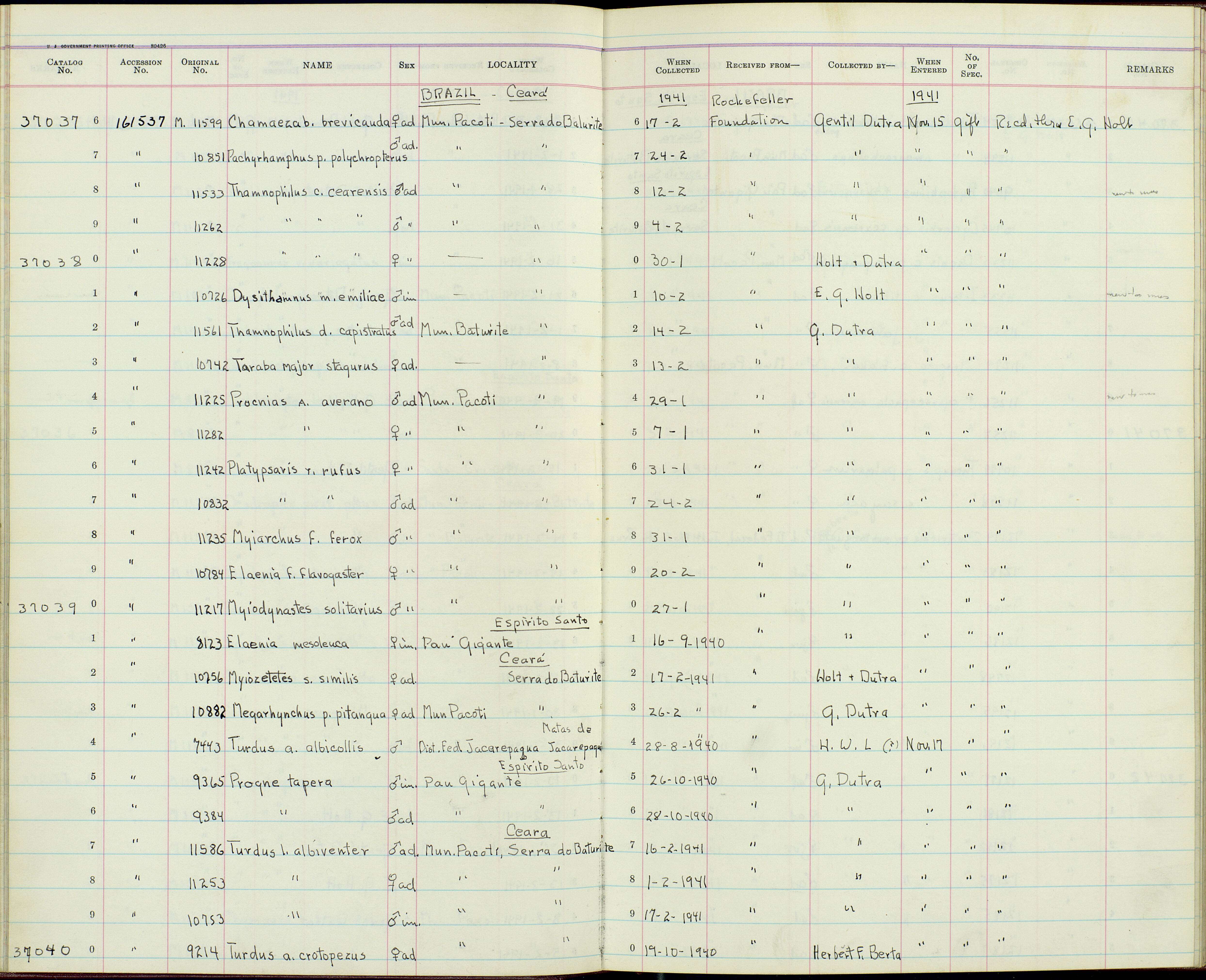 Image of Thamnophilus doliatus capistratus Lesson & R 1840