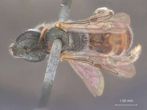 صورة Halictus petraeus Blüthgen 1933