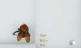 Image of Bombus atripes Smith 1852