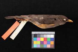 Image of Turdus abyssinicus abyssinicus Gmelin & JF 1789