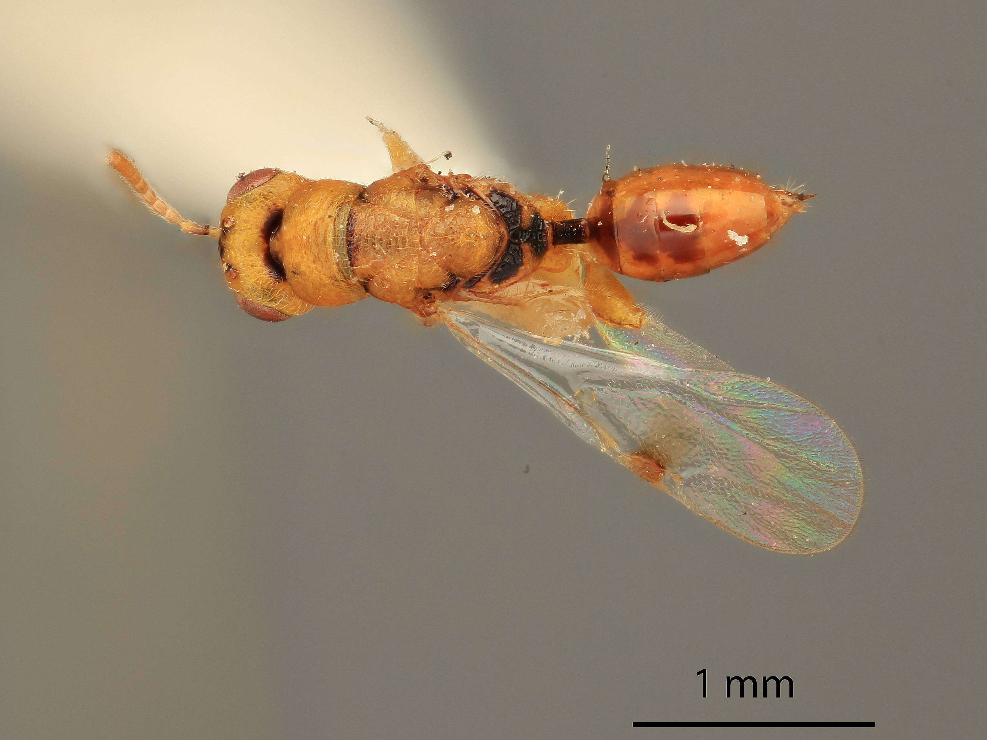 Image of Sycophila mellea (Curtis 1831)