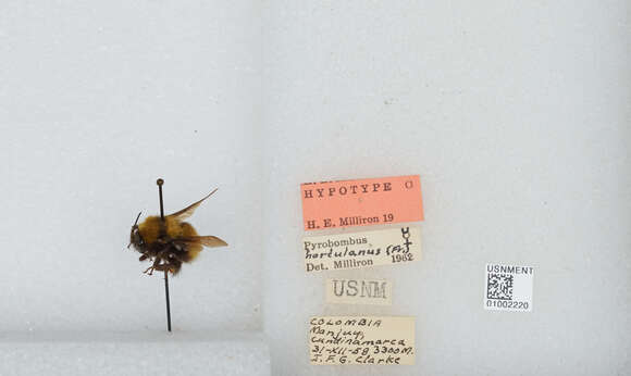 Image of Bombus hortulanus Friese 1904