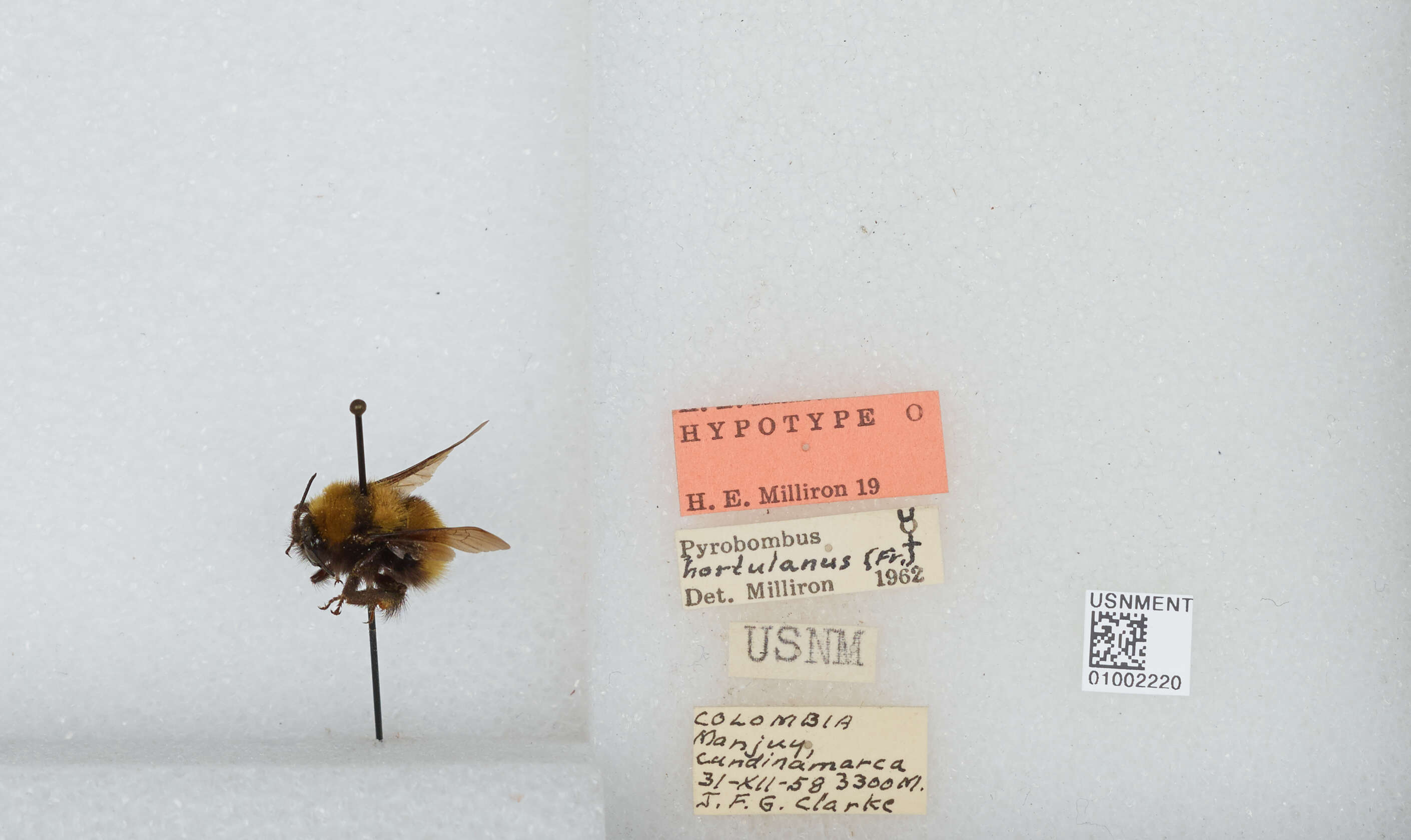 Plancia ëd Bombus hortulanus Friese 1904