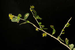 Image of Agonandra racemosa (DC.) Standl.