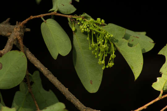 Image of <i>Phyllanthus mocinianus</i>