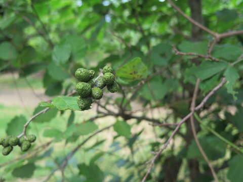 Image of Alnus hirsuta (Spach) Rupr.