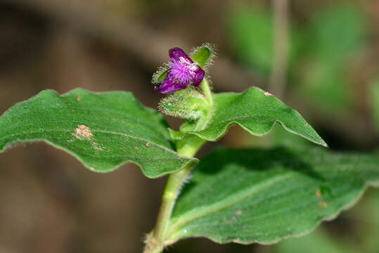 Image of Tinantia erecta (Jacq.) Fenzl