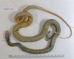 صورة Coluber constrictor oaxaca (Jan 1863)