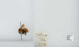 Слика од Bombus huntii Greene 1860