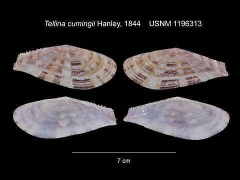 Image of Tellinella cumingii (Hanley 1844)