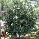 Image of white rosemallow