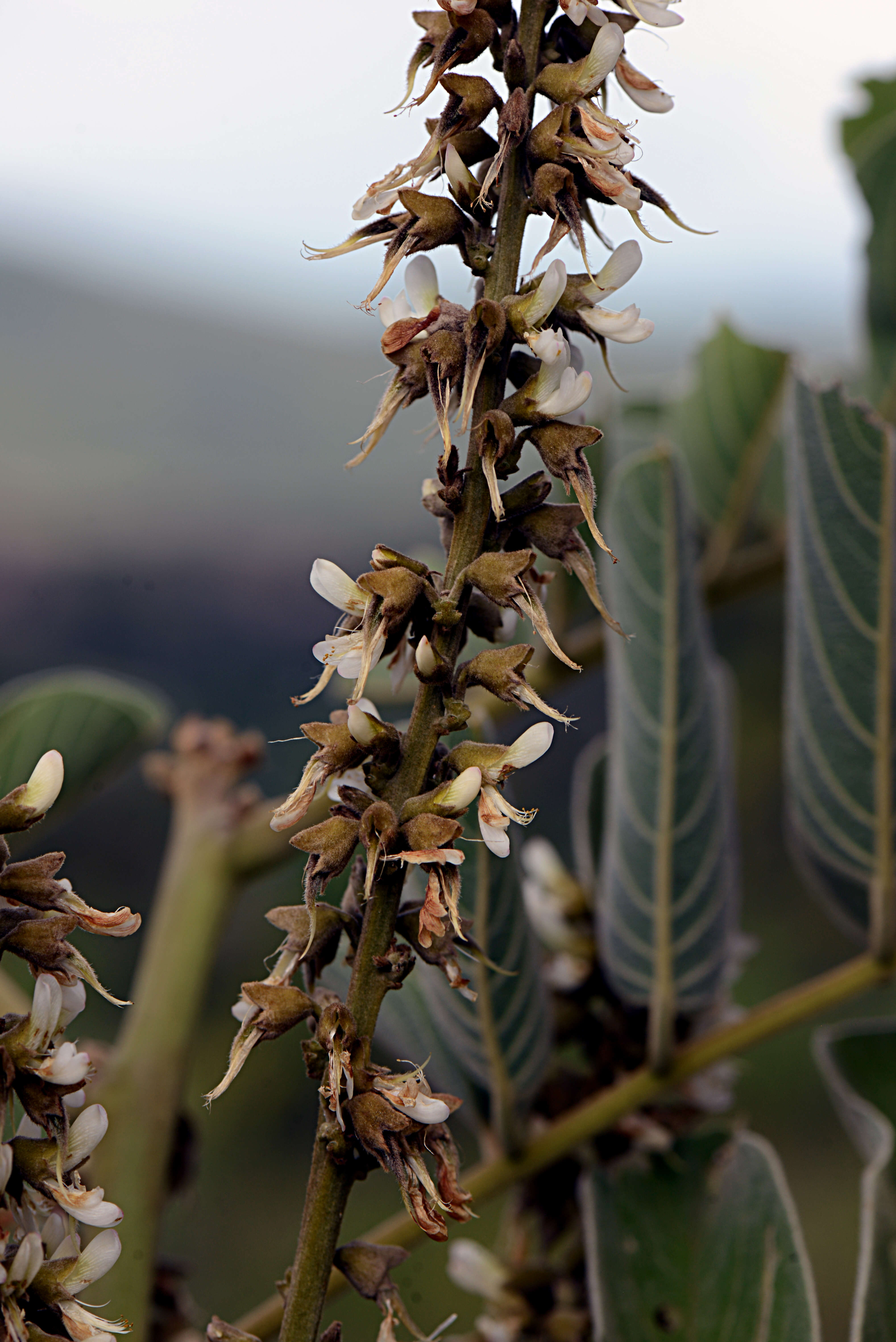 Piscidia grandifolia var. gentryi Rudd的圖片