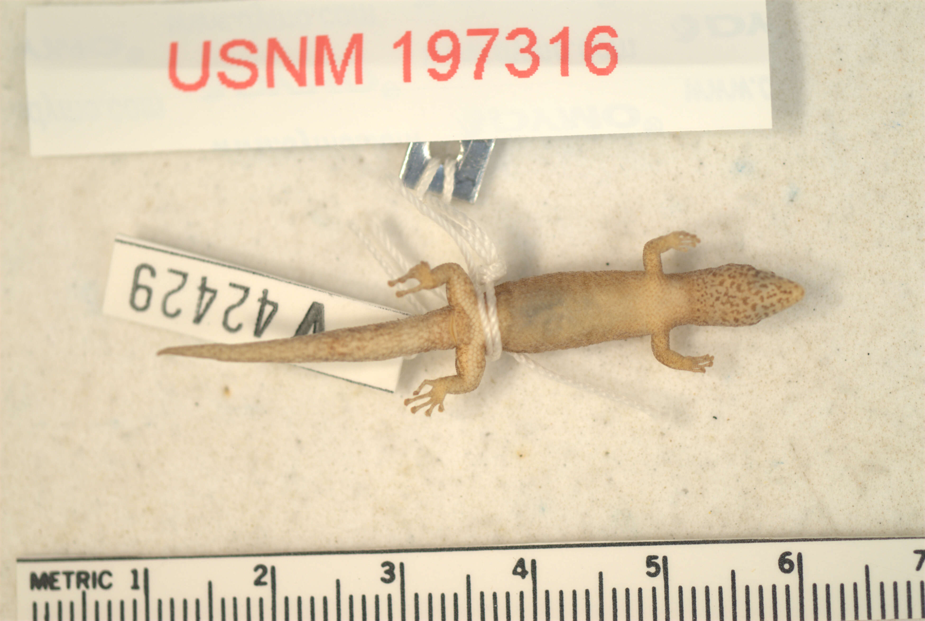 Image of Sphaerodactylus randi strahmi Schwartz 1977