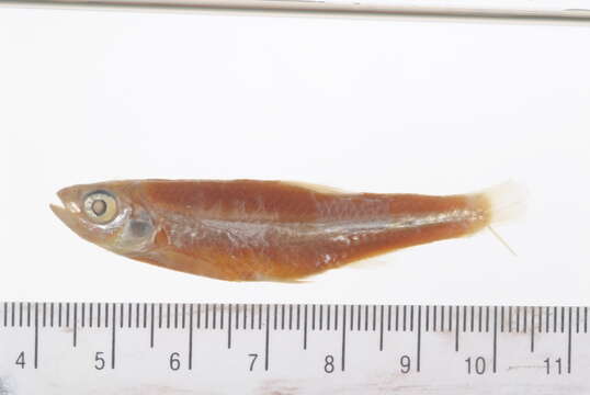 Imagem de Notropis scepticus (Jordan & Gilbert 1883)