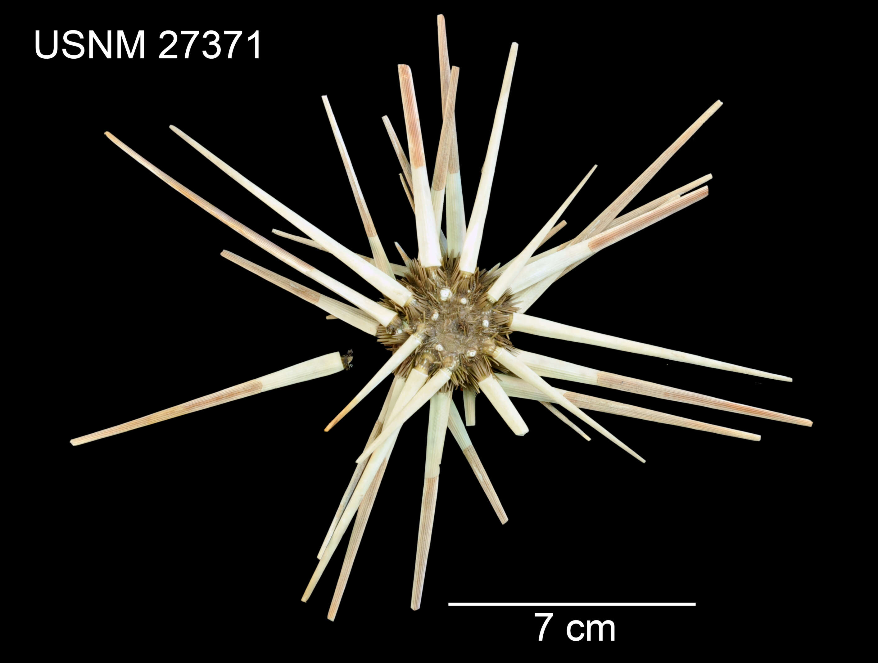 Image de Acanthocidaris hastigera A. Agassiz & H. L. Clark 1907