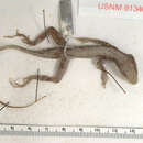 Image of Anolis scriptus mariguanae Cochran 1931