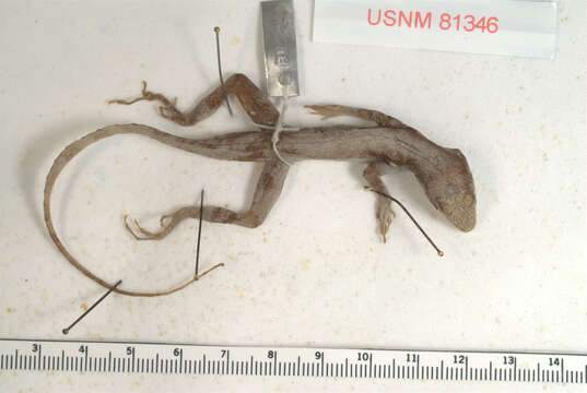 Image of Anolis scriptus mariguanae Cochran 1931