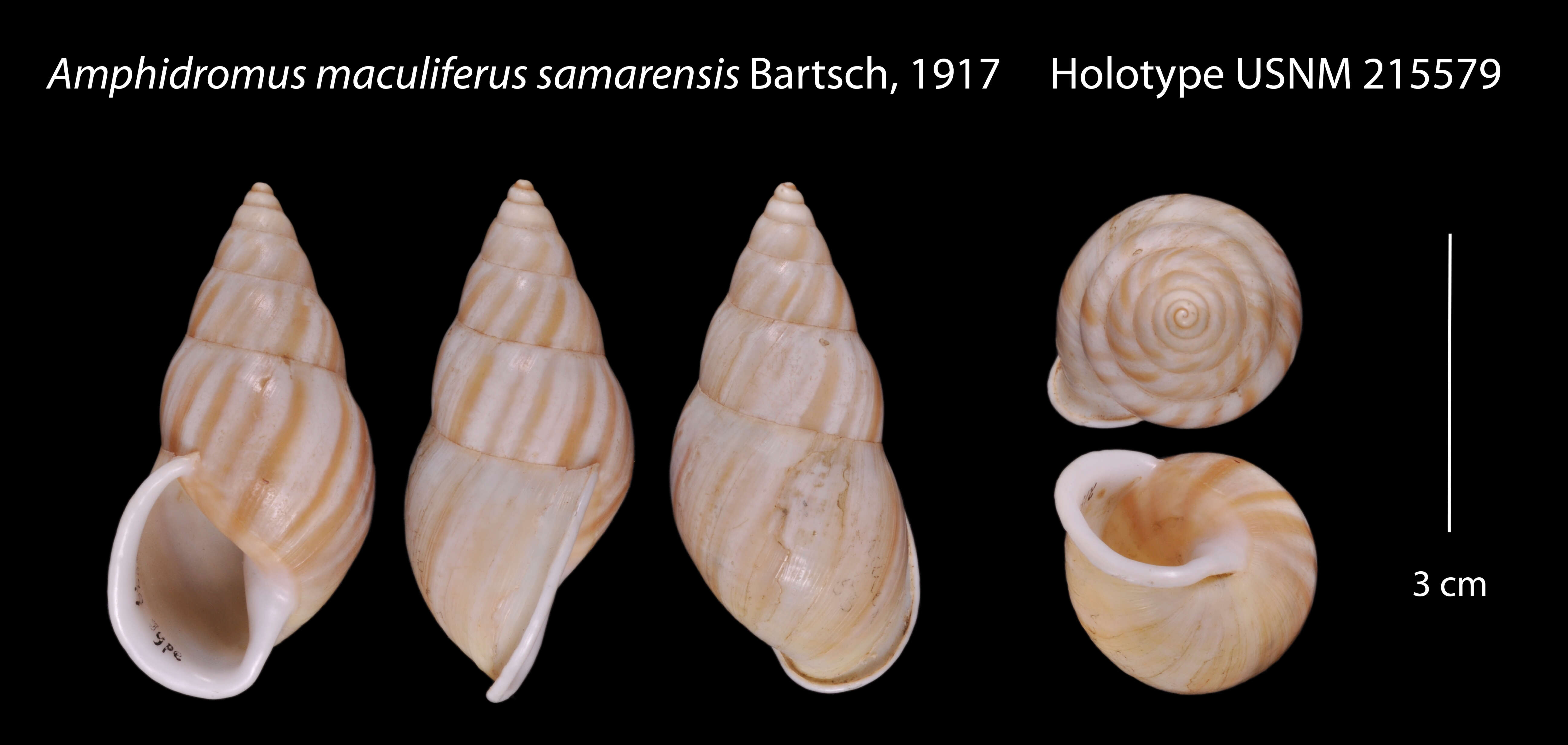 Image of <i>Amphidromus maculiferus samarensis</i> Bartsch