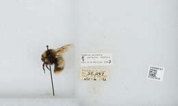 Image of Polar Bumble Bee